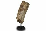 Fossil Hadrosaur Spinous Process w/ Metal Stand - South Dakota #294790-2